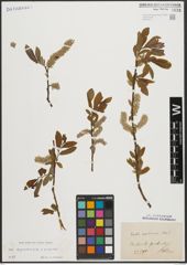 Foto von Salix appendiculata Vill. x Salix purpurea L.